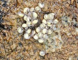 Image result for Macrotyloma rupestre × densiflo