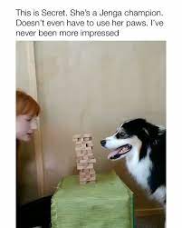 To see them people had to pay money, or bring dogs and cats which were thrown to the wild animals to eat. Dog Jenga Animal Animalphotography Animalselfies Puppyvideos Cute Dogs Cute Baby Animals Cute Funny Animals