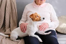 Apr 11, 2021, 5:08am edt. Celebrating National Pet Day 2021 In Canada Richmond News