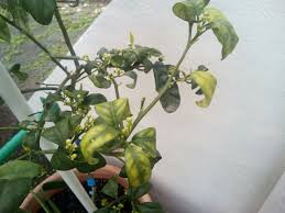 Reverse curled leaves, meyer lemon. Citrus Tree Deficiency Or Toxicity Gardening Landscaping Stack Exchange