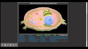 Shannan muskopf september 22, 2018. Cells Alive By Lloyd L On Emaze