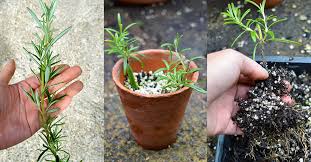 Image result for rosemary cuttings