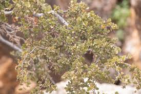 Image result for Cadaba