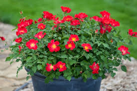 Check spelling or type a new query. Container Rose Gardening Made Easy Learn To Grow Roses In Pots