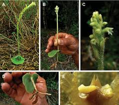 Image result for Manniella gustavi