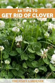 You can kill clover by blocking it from all oxygen and sunlight. 10 Tips To Get Rid Of Clover In Your Lawn
