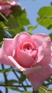 Pin De Li W Em Nature Scapes And Miracles Rosas Vermelhas Rosas Roseiras
