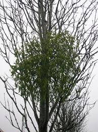 How to grow mistletoe only use fresh berries for mistletoe growing. Mistletoe Arborilogical