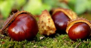 Kastanien Boten Des Herbstes Und Als Esskastanie Sehr Gesund Esskastanien Schone Figur Naturmaterialien
