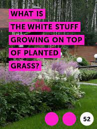 Learn What Is The White Stuff Growing On Top Of Planted Grass How To Guides Tips And Tricks Growing Grass Grass Lush Lawn