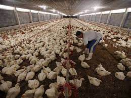 So need some assistance to. A Poultry Farm In Southeast Asia Plays Classical Music For Its Chickens