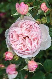 Heritage English Rose Heritage Rose English Roses Beautiful Roses
