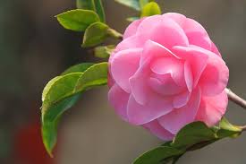 A flower is a special part of the plant. 11 Of The Best Camellia Cultivars To Grow At Home Gardener S Path