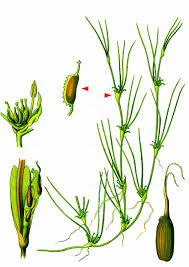 Image result for Zannichellia palustris