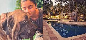 Only cottage 1 and 2 are pet friendly. Pet Friendly Resorts Near Mumbai For Post Lockdown Travel