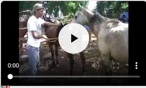 جفت گیری حیوانات Animals Sing For Sex