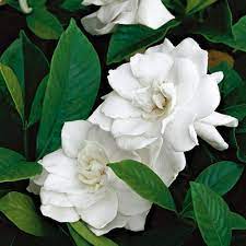 Gardenias A Fragrance That Captivates Gardenia Flowers Perfect Plants