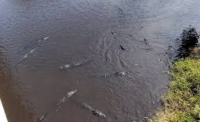 Need tips for upcoming vacation in Sarasota, FL in June 2024 :) : rsarasota