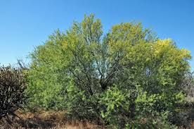 Image result for Acacia
