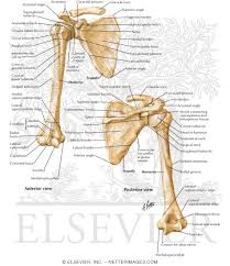 Shoulder girdle we tend to think that the pivot point for our arms originates at our shoulders at the sides of our bodies. Shoulder Bones Pectoral Girdle