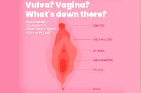 Aliexpress carries wide variety of products, so you. Female Anatomy 101 What S Down There Vulva Or Vagina Sochgreen