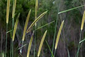 Image result for Setaria sphacelata