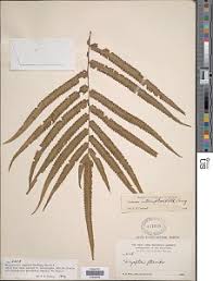 Image result for Amblovenatum