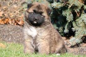 As i was researching a dog that would work for me, i found a lot of different german shepherd mixes, so i thought i would share the great aspects of them. Akita Mix Puppies For Sale Puppy Adoption Keystone Puppies