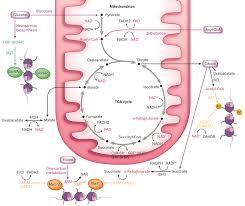 Metabolic Pathways Of Intermediary Metabolism Signal To