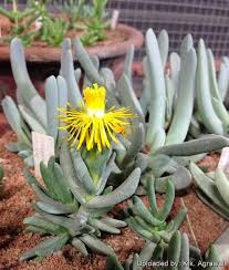 Image result for Hereroa