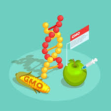 GMO food isometric composition on ...