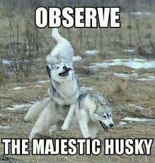 27 Funny Animal Memes To Make You Laugh Till You Drop 4 Funny Animal Jokes Funny Animals Cute Funny Animals