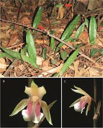 Image result for Zeuxine elongata