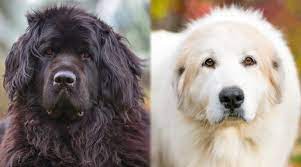 We did not find results for: Newfoundland Vs Great Pyrenees Breed Differences Similarities