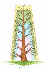 Wann sollten sie ihre buchenhecke schneiden? Hainbuchenhecke Schneiden Schnitt Anleitungen Mit Bildern Und Video