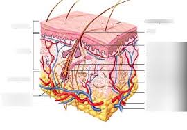 Removal of dp cells by either genetic ablation or targeted laser ablation results in failure of the hair follicle to reenter anagen (chi et al., 2013; Hair Follicle Diagram Diagram Quizlet