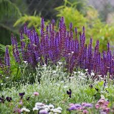 We have a range of cottages which can sleep. Cottage Farms Direct Perennials East Freisland Salvia 50pc