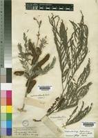 Image result for Elephantorrhiza elephantina