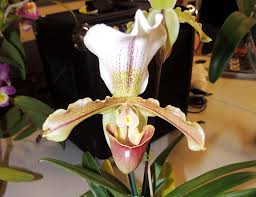 Exotic Orchids on the Island of Hawai'i ...