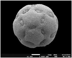 Image result for Xenostegia