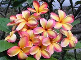 Pin On Plumeria