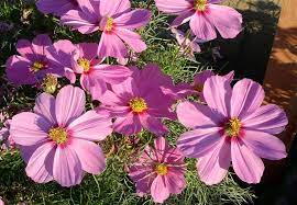 Cosmos Bipinnatus Southwestern Cosmos Native Annual Summer Fall Flowering Season Best 0 5000 Ft Avoid Intense Desert Landscaping Plants Planting Flowers