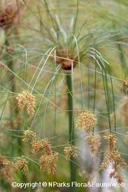 Image result for Cyperus dives