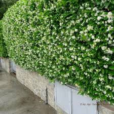 Siepi fiorite molti di noi hanno in giardino o sul terrazzo una siepe, piccola, grande, enorme, con spine, sempreverde; Rhyncospermum Jasminoides Vendita Piante Online Letuepiante