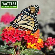 What flowers do monarch butterflies like. 7 Flowers To Save Monarch Butterflies Signals Az