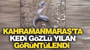 Kahramanmaras Ta Kedi Gozlu Yilan Goruntulendi Genel Maras Ana Haber