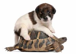 Well, 3 types of turtles in the world are : Can Tortoises Live With Other Pets A Guide For Tortoise Safety Tortoise Owner