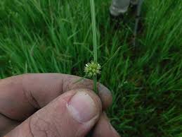 Image result for Aspidoglossum interruptum