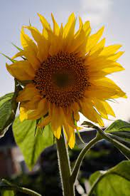 Yellow Sunflower In Close Up Photography Photo Free Plant Image On Unsplash Plant Images Close Up Photography Free Plants