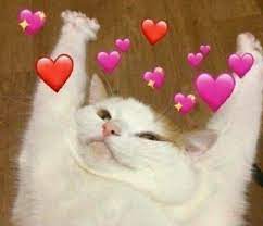 sun 0օɦ ɛʟɖɛռ ʀɨռɢ on twitter cute cat memes cute cats cute memes